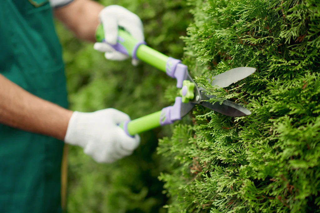 Taille de haies et arbustes à la main par un jardinier paysagiste