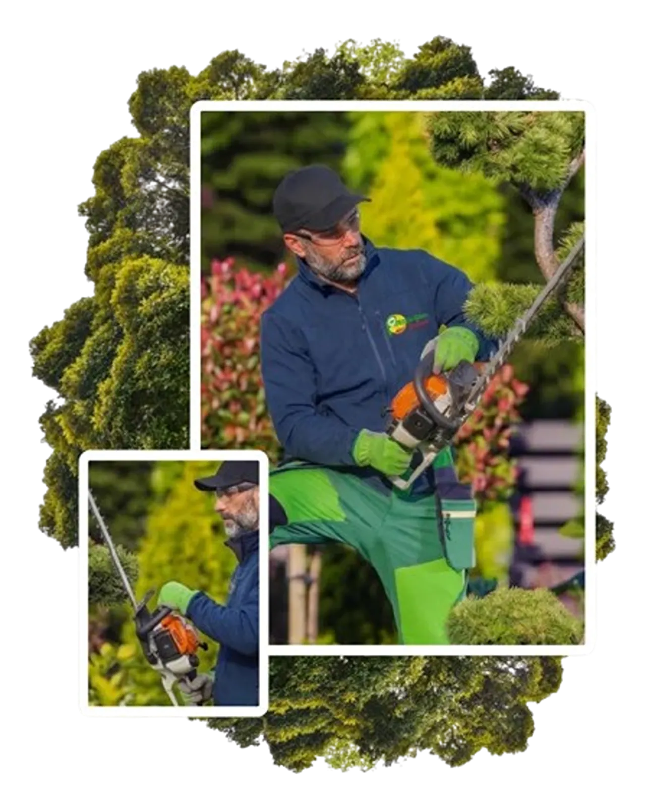 Jardinier paysagiste taillant un conifère avec un taille-haie thermique sur perche.